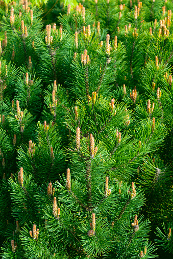 Green natural coniferous background. Pinus mugo. dwarf mountain pine, mountain pine, scrub mountain pine, Swiss mountain pine, bog pine, creeping pine, mugo pine