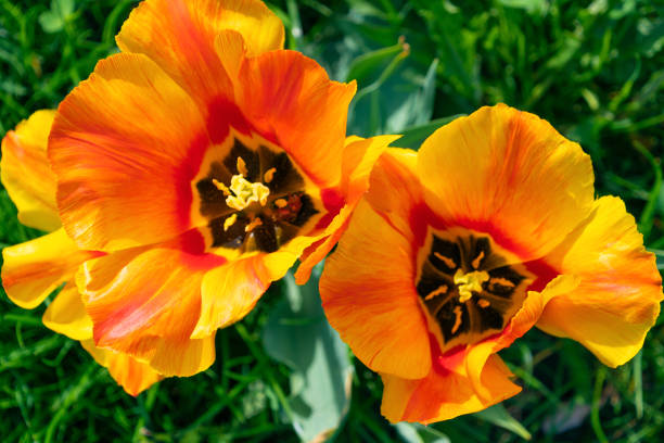 Flowerbed with multi-colored tulips. Spring bloom. Floral background. Beautiful flowers.
