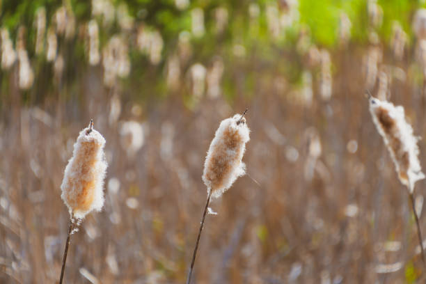 Typha latifolia, broadleaf cattail in the swamp. Fluffy plant. Natural background.