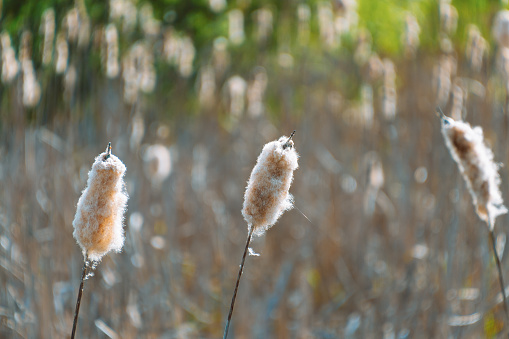 Typha latifolia, broadleaf cattail in the swamp. Fluffy plant. Natural background.
