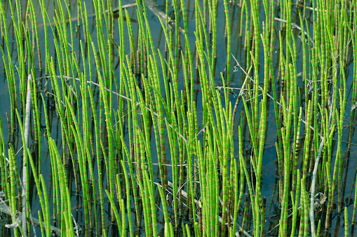 Equisetum fluviatile in a swamp. Green plant background. the water horsetail, swamp horsetail