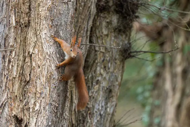Cute Eurasian red squirrel (Sciurus vulgaris) c climbing on a tree.