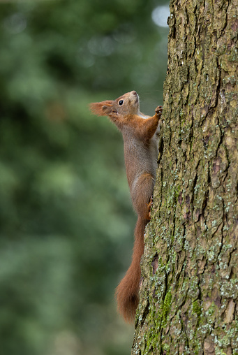 Cute Eurasian red squirrel (Sciurus vulgaris) climbing on a spruce tree.