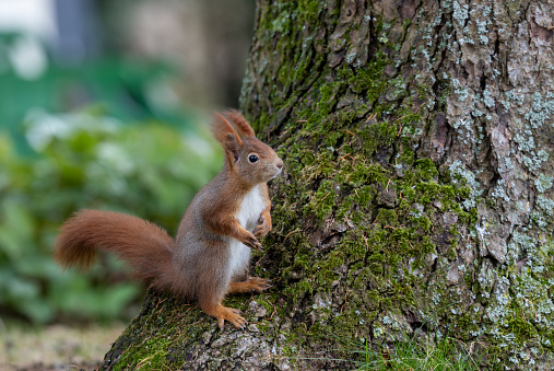 Beautiful red squirrel or Eurasian red squirrel (Sciurus vulgaris) sitting on a tree trunk.