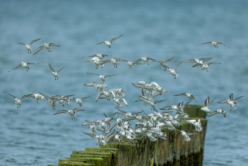 Large flock of sanderlings (Calidris alba) landing on wooden groins.