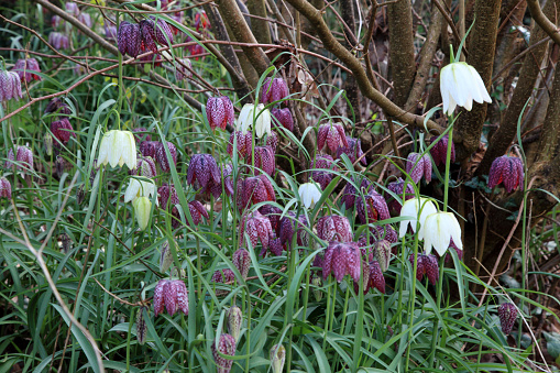 Clump of purple and white snakes head fritillary growing in grass.