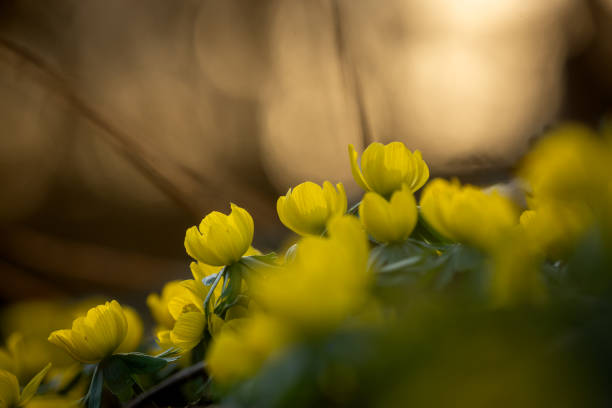 Close shot of winter aconites (Eranthis) against the setting sun.