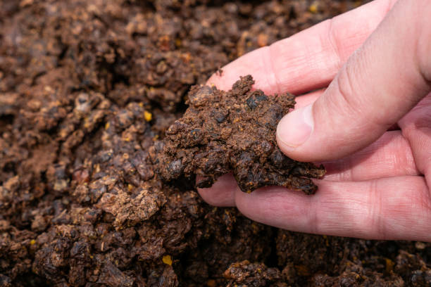 istock Merva waste from the processing of wax raw materials. Making beeswax at home. 2148693348