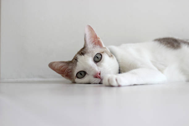 istock The cat lay on the floor in white room 2148693455