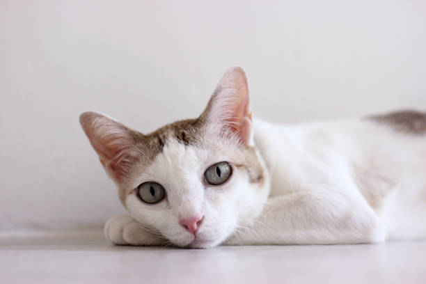 istock The cat lay on the floor in white room 2148693470