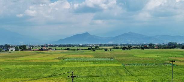 istock Fruitful paddy field ready to harvest 2148693997