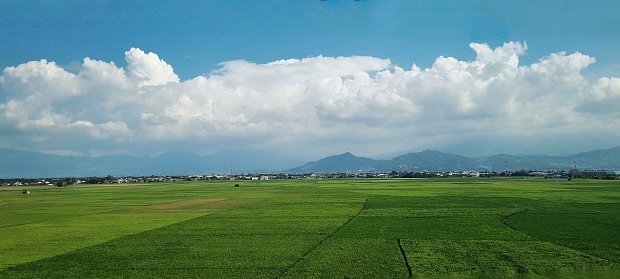 Bandung, Indonesia - Apr 15, 2024: Fruitful paddy field ready to be harvested with green leaves, rice grain, mountain, blue sky and white clouds as the background