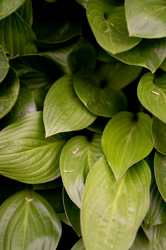 Green hosta leaves photo