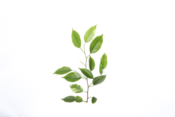 istock Concept of nature, leaves, isolated on white background 2148694871