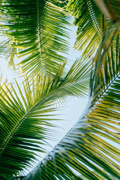 istock Explore the Jungle and Sea in Vietnam 2148695119