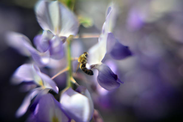 Wisteria plant