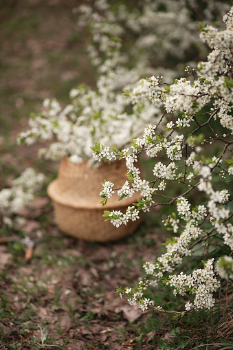 Photo of a basket with flowering branches.