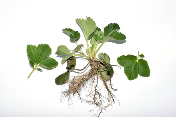istock Strawberry bush with green leaves on a white background. 2148696726