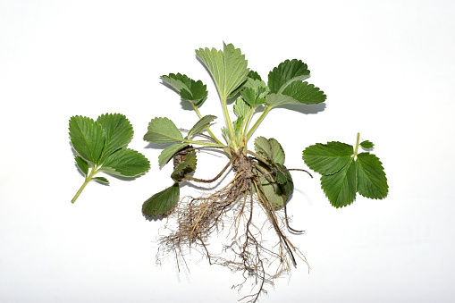 Strawberry bush, its green leaves and root system on a white background.