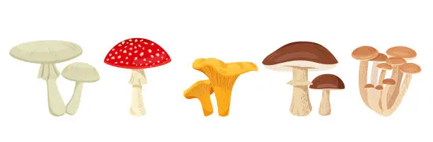 Vector illustration of Set of mushrooms of various types. Edible and poisonous mushrooms.