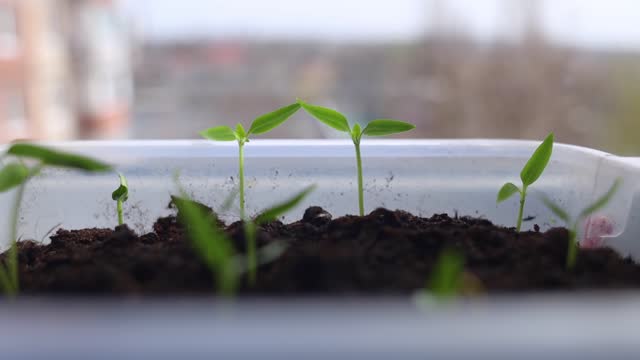Seedlings at home. Close-up of young seedlings growing on the windowsill of a house. Concept of housekeeping, microgreens, growing seedlings. Young sprouts of bell pepper