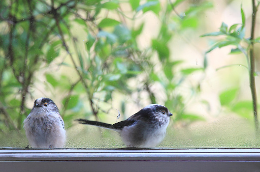 Pair of long tailed tits tapping at a window.