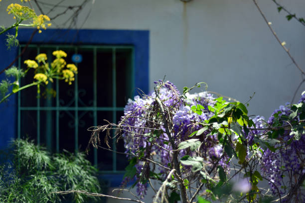 Wisteria plant and window
