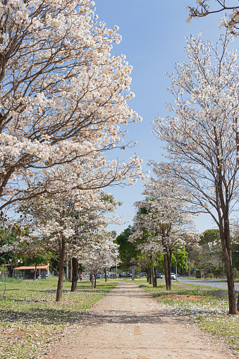 White ipês flora in the city of Brasília, Brazil, with full, leafy trees decorating the streets.