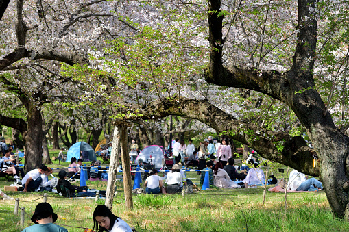 Tachikawa City, Tokyo, Japan-April 14, 2024:
A huge crowd, adults and children, men and women, Japanese and foreign visitors, came out to Showa Memorial Park, on fine, unusually warm Sunday afternoon of mid-April to appreciate cherry blossoms, rape flowers, tulip flowers etc. 
Showa Memorial Park is located in Tachikawa City, Tokyo, about 30 minutes by train from Shinjuku Station.