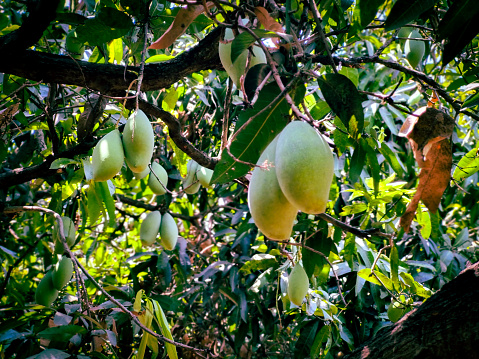 Lots of green mangoes hanging on tree in Tamilnadu, India