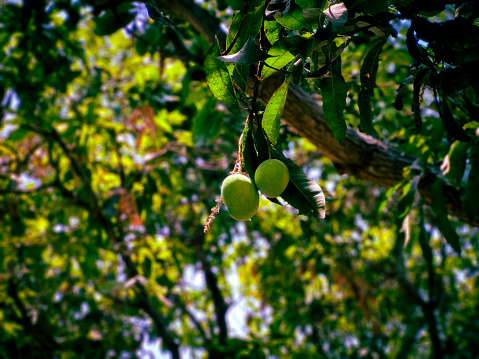 Lots of green mangoes hanging on tree in Tamilnadu, India