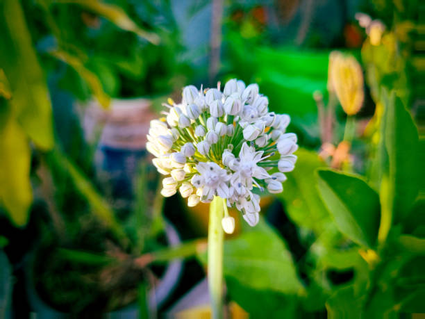 Allium, a giant white onion flower head on a light green background.