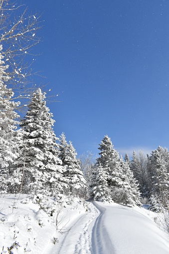 Un sentier en hiver, Sainte-Apolline, Québec, Canada