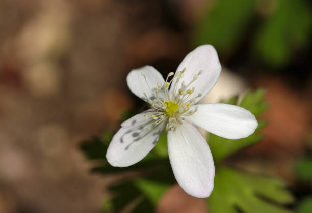 White Wind flower (Anemone flaccida, Nirinso) flowers in the mountain (Natural+flash light, black background macro close-up photography)