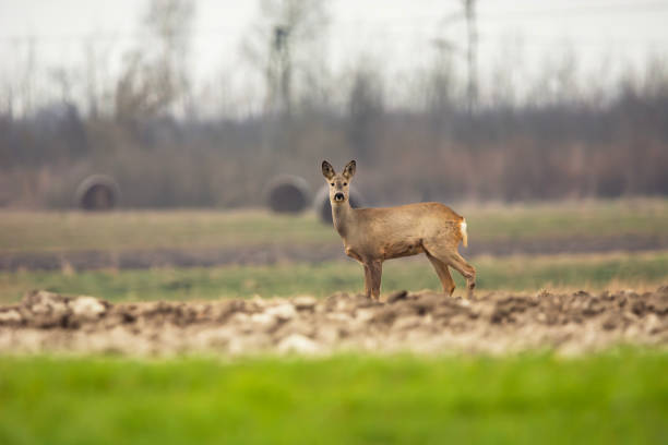 European roe deer in a rural field, March day, Czulczyce, Poland