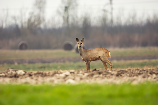 Roe deer in a field.