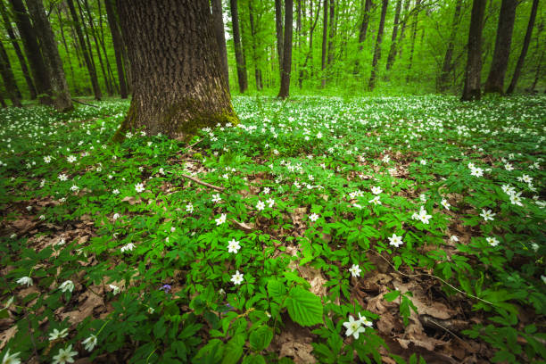 Green meadow with white anemones in the forest, view on a spring day, eastern Poland