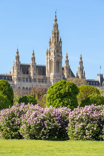 Gothic revival Vienna City Hall built in 1872-1883 with lush green public park with purple lilac bushes in bloom in foreground and clear blue sky for copy space