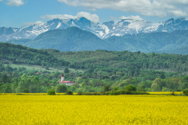 Field with flowering rapeseed.