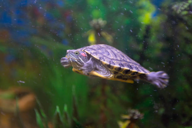istock A small turtle floats in a home aquarium 2148700685