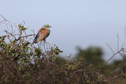 The European roller (Coracias garrulus) is the only member of the roller family breeding in Europe.  This photo was taken in Kruger National Park, South Africa.