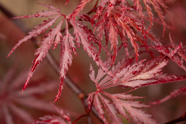 露は浅い焦点で接写された日本のカエデの葉を滴らせます - autumn japanese maple maple tree selective focus ストックフォトと画像