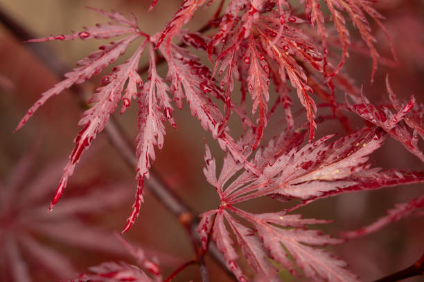 krople rosy z liści klonów japońskich w zbliżeniu z płytkim skupieniem - autumn japanese maple maple tree selective focus zdjęcia i obrazy z banku zdjęć