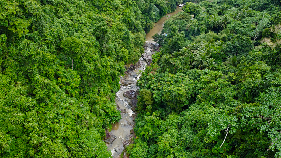 A mountain river flows through a tropical rainforest.