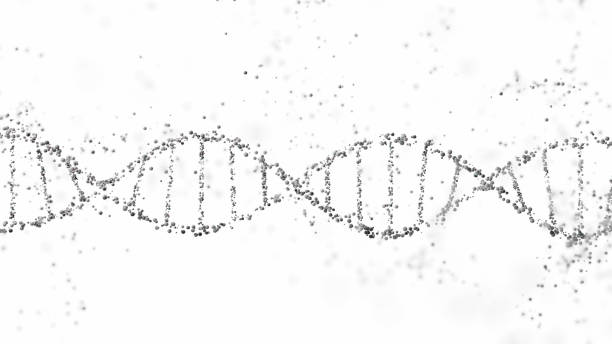 istock 3D rendering of a DNA double helix structure with spheres on a white background with copy space. Genomic sequencing, molecular biology, and genetic data analysis 2148703248