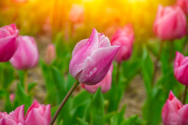 Close up shot of pink tulips in Emirgan Park. The blooming pink tulip in the spring. Pink flower tulip lit by sunlight.