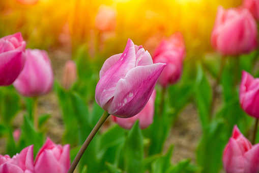 Close up shot of pink tulips in Emirgan Park. The blooming pink tulip in the spring. Pink flower tulip lit by sunlight.