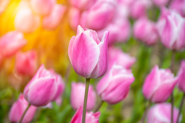 istock Pink flower tulip lit by sunlight 2148703886