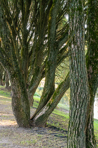 Trunks of mighty old trees along the path of a city park, structural pattern of bark, intricate ligature of branches, natural background, eco-friendly place, park decoration, sunlight, stock photo, autumn.