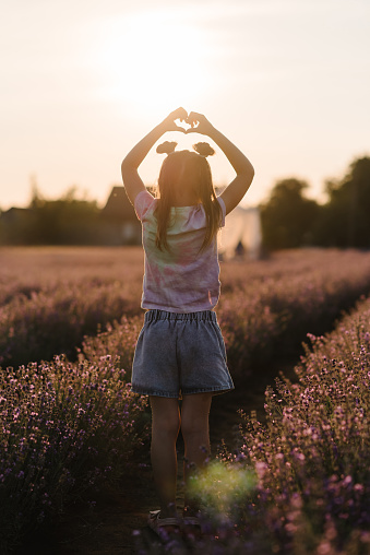 Silhouette at sunset. Girl stands back in lavender field. Kid walks in lavender flowers with sunlight on summer day. Children hands making sign Heart. Child folded fingers in shape of heart. Back view